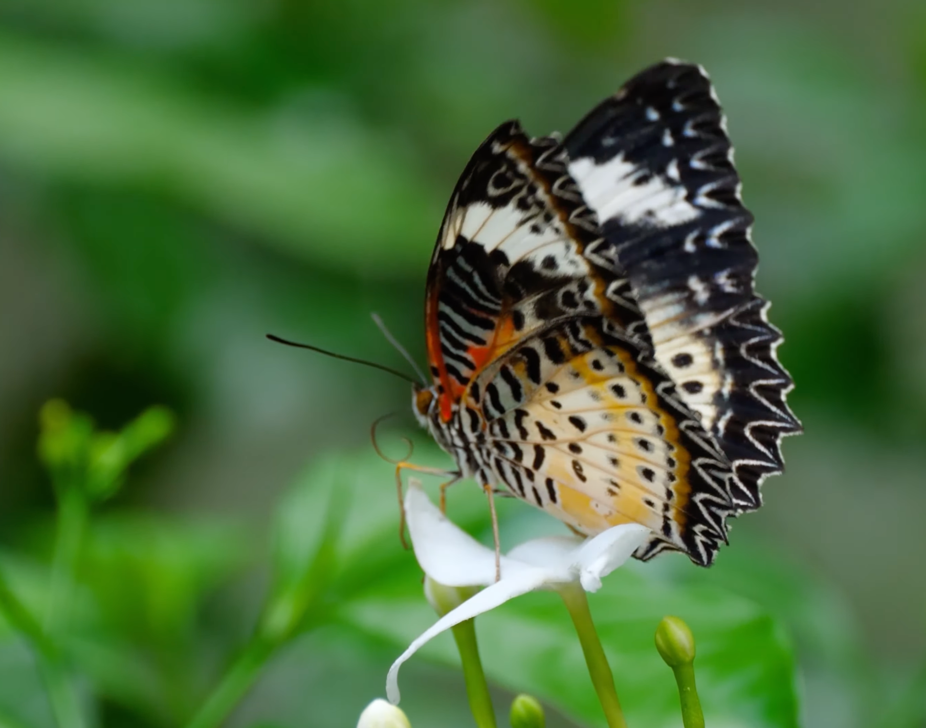 The Insect Kingdom Documentary